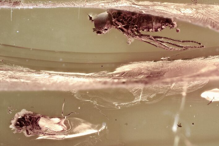 Fossil Fly (Microphorinae) and Midges (Chironomidae) In Baltic Amber #381502